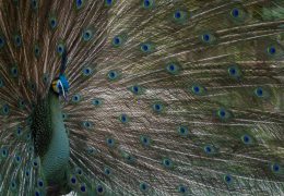Angela Spang-peacock strategy