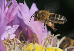 Unbeelievable Health-bees